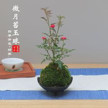 带花苞迷你超微型 月季苔玉球 玫瑰姬月季苔藓球阳台窗台桌面花卉