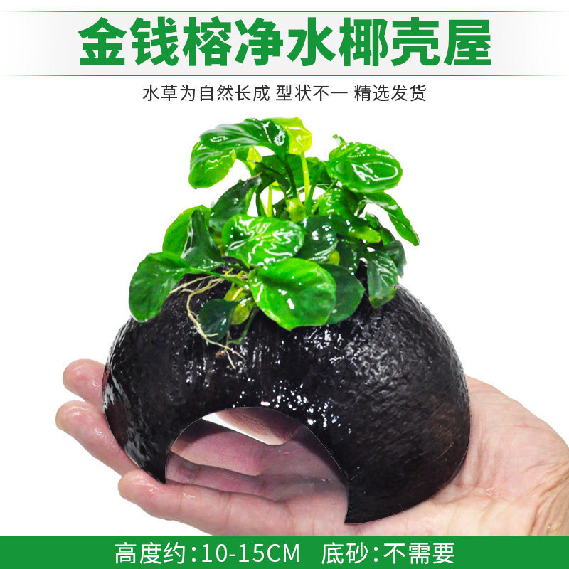 金钱榕净水椰壳屋