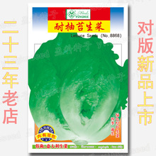 蔬菜种子公司四季易种地摊花卉草坪花种子批发-耐抽苔生菜 菜种子