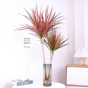 Easy-To-Grow Hydroponic Ponytail Ironwood Potted Plant for Office Desktop, All-Season Colorful Hydroponic Plant
