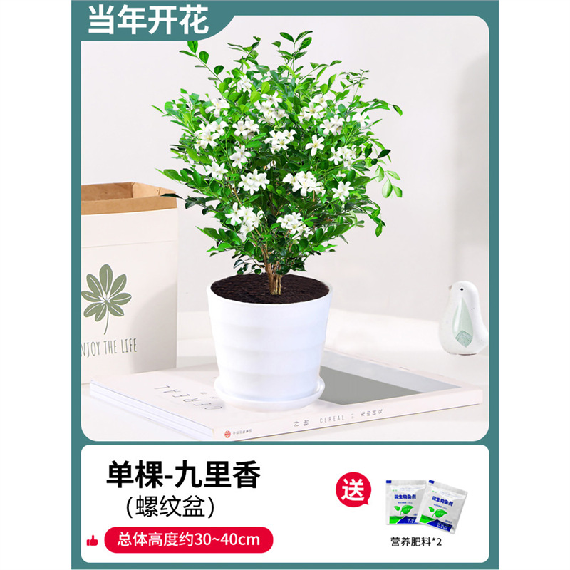 고운 단독 건조 구리향 6년생 모종(실화분) + 비료