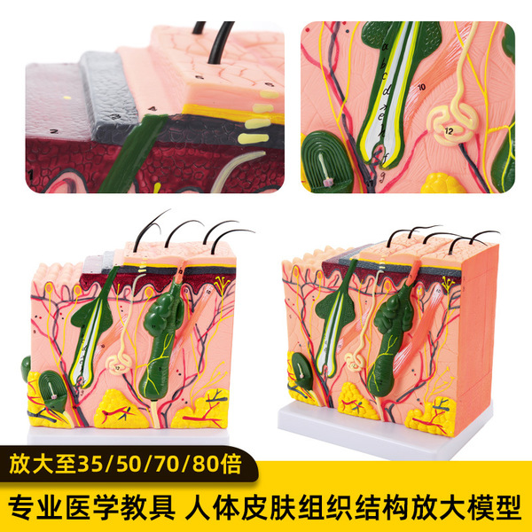 Physiological medicine postoperative three dimensional skin…