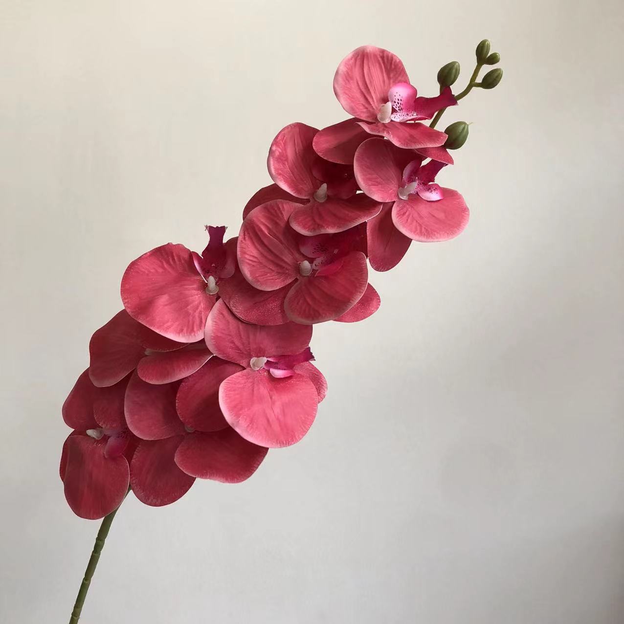 수박 레드