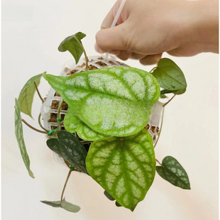 ����DIYˮ̦��������m��ʯ����¹��ާ�����̦�豣�����ԾGֲ