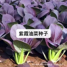 紫霞油菜种子春季蔬菜紫油菜种籽秋冬季四季鸡毛菜孑小油菜种籽