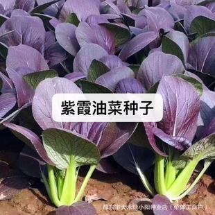 ��ϼ�Ͳ˷N�Ӵ����߲����Ͳ˷N���ﶬ���ļ��uë����С�Ͳ˷N��