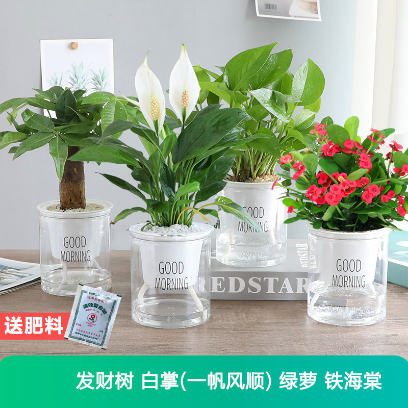 [특별 제공 녹색 식물 4 화분] 돈나무 + 흰색 야자 + 포토스 + 철 베고니아 + 무료 비료