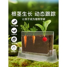 儿童种植小盆栽发芽植物种子鲜花蔬菜果迷你小农场根系生长观察窗