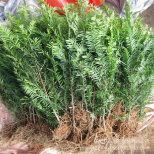 �������l���؁��t��ɼС��20-40cm �t��ɼ���� �����՚�  �~ɫ��