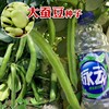 Beidou Seven -Star Grand Silkworm Bean Seed Seeds Seeds High -yield Spring, Summer Autumn and Winter Four Seasons Balcony Vegetable Laibi Seed