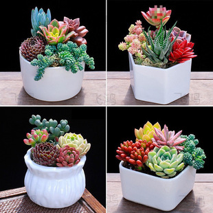 Succulent Plants, Small Potted Green Plants, Flowers, Succulent Plants with Pots, Easy to Maintain Indoors, Office