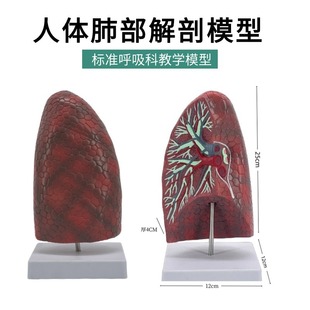 Human Natural Large Lung Segment Model Lung Anatomy Bronchial Model Respiratory Medicine Gifts Medical Communication Model