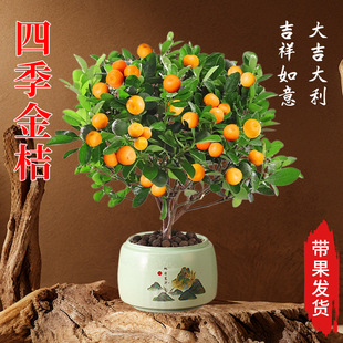 Four Seasons Kumquat Tree Potted Edible Fruit-Bearing New Chinese Zen Fruit Saplings Courtyard Indoor Planting Cold-Resistant Saplings