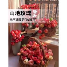 阳台多肉植物盆栽精品水蜜桃鸡蛋山地玫瑰室内桌面绿植吹雪玉露