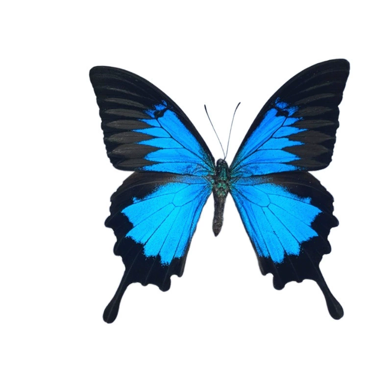Праздничная подставка для бабочки Heaven Phoenix Butterfly Butterfly, образец настоящей бабочки с распростёртыми крыльями лунная сова пёстрый мотылёк, подарок на день рождения