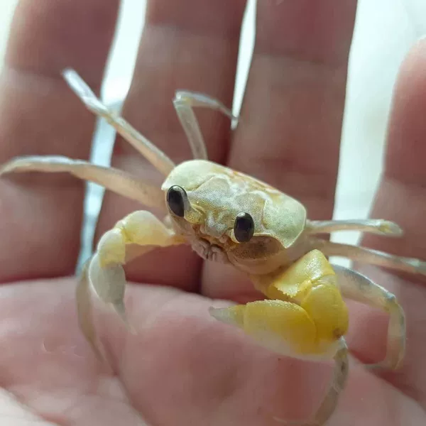 Big-eye sand crab 3-5cm-1 pack