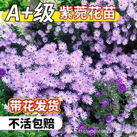 种子;草种子;盆栽
