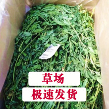 22年苜蓿草烘干紫花幼兔叶子饲料兔子草荷兰猪牧草兔用品饲料整箱