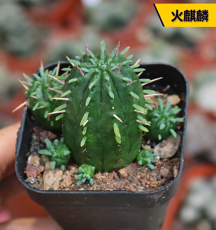 Fire Qilin 4-5cm (베어 루트와 함께 배송)