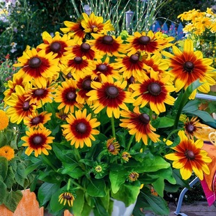 Blackheart Coneflower Seeds, Black-Eyed Coneflower, Perennial, Blooms in Summer, Long Flowering Period, Cold and Heat Resistant, Suitable for Spring and Autumn