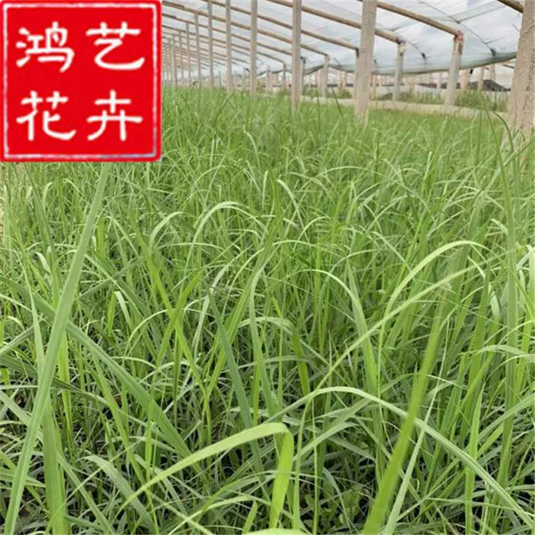 Семена декоративной травы «Вилья», 2 галлона, для цветочной грядки, грунтового покрытия, проект ландшафтного дизайна в Чэнду.