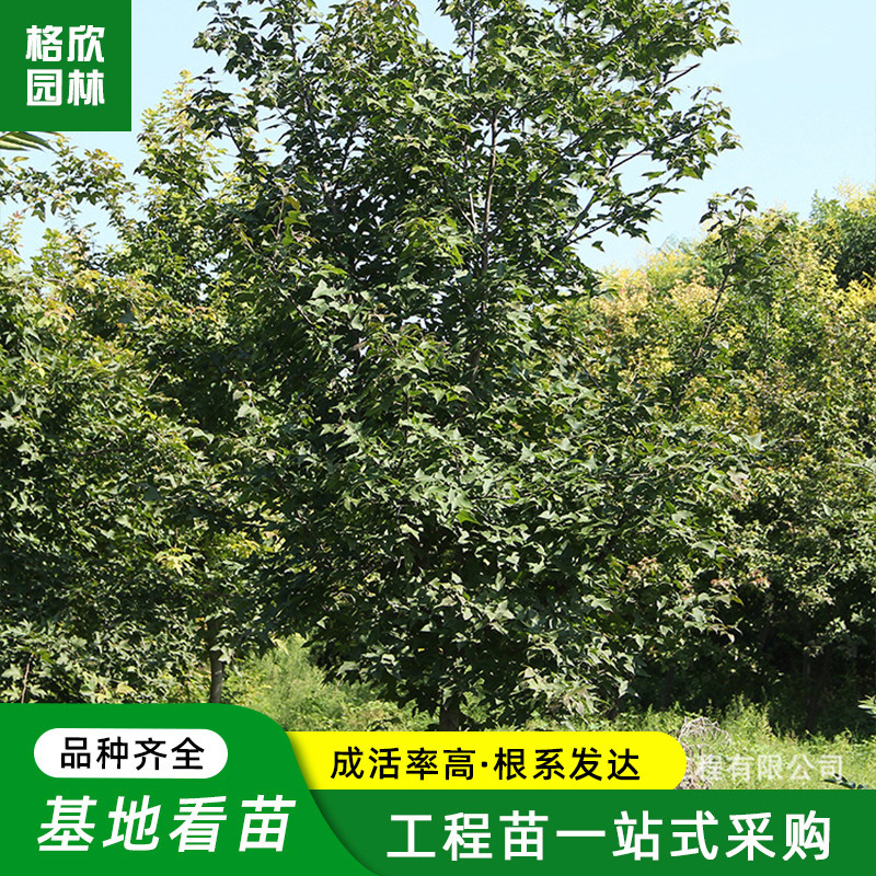 三角枫基地批发丛生绿化风景树园林庭院观叶造景植物盆栽彩叶枫树