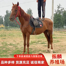 �����T��һƥʲô�ӵ��R�RƥӖ�^�Ķ�ʲô�r����R�Bֳ