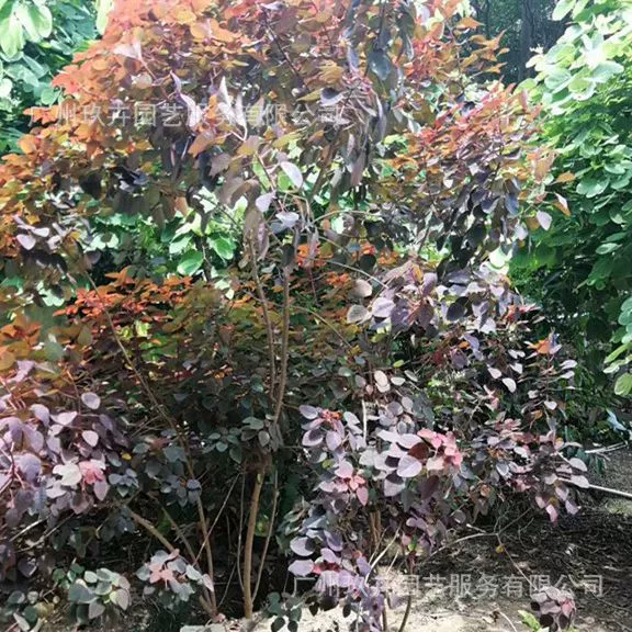 Чжи Цзинму 1,6-1,7 м листва Завод парк цветочная клумба цветок зеркало Пейзаж Дерево ландшафтный дизайн дерево