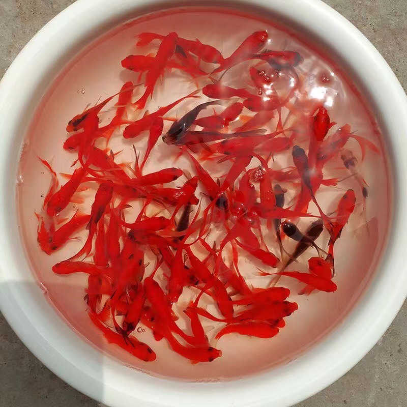 小金魚卸売、活魚、観賞魚、小卸売、鯉、鯉、三色赤白子頭、入門レベルの耐久性のあるヘアエクステンション|undefined