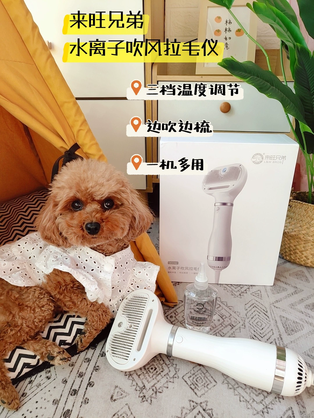 Весенний фестиваль не будет закрыт. Laiwang Brothers выдувание волос для домашних животных красота артефакт машина для выдувания и вытягивания волос Тедди, цвет