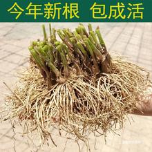 韭菜根现挖紫红根宽叶韭菜苗四季盆栽阳台种菜绿色无公害蔬菜