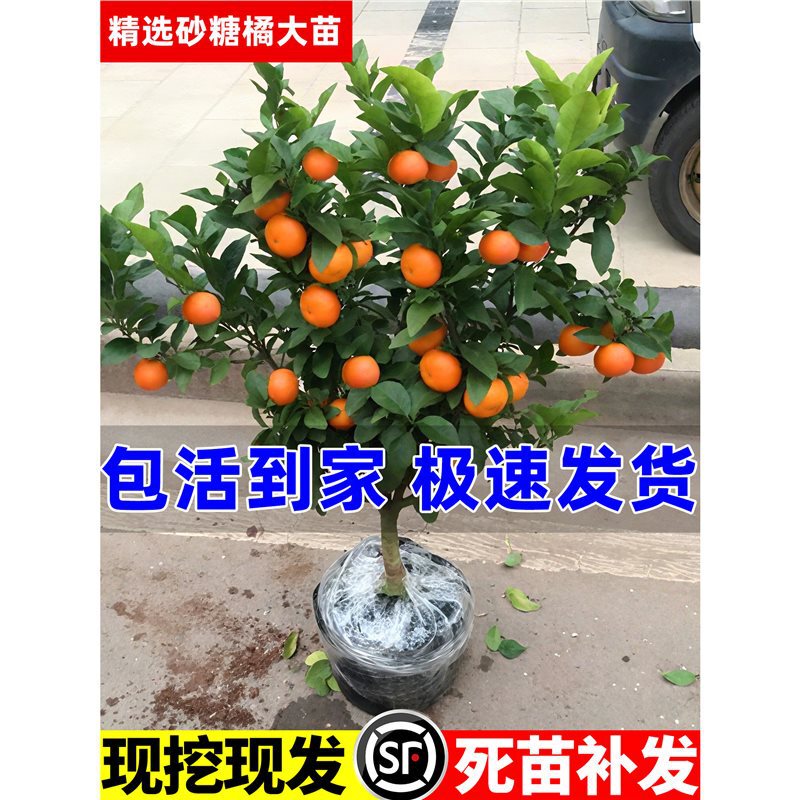 Seedless Sugar Orange Seedlings, Sugar Orange Saplings, Courtyard Potted Orange Saplings, Orange Saplings, Southern and Northern Fruit Tree Planting