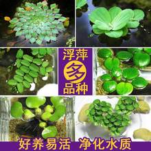 鱼缸浮萍水草活体水培植物浮性净化水质微景观水族箱懒人水草增氧