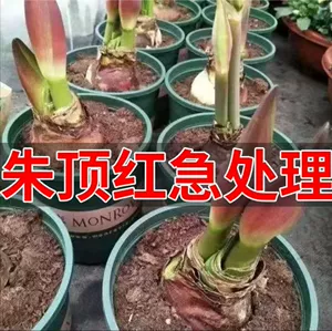 Новые красные красные супер крупные крытые и наружные цветы для лампы, цветущие растения, высокая температура и теплостойкость, зеленые растения