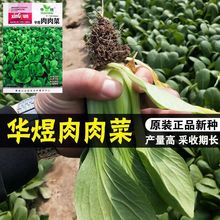 肉肉菜种子当季小白菜青菜油菜种籽四季播阳台盆栽园艺蔬菜种子孑