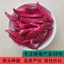 干辣椒产地直售 辣椒王25kg干辣椒朝天椒干辣椒红辣椒大量批发
