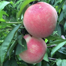 水蜜桃苗 永莲蜜桃1-9号 嫁接桃树苗南方北方种植果树苗当年结果