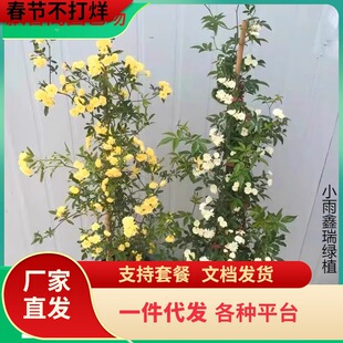 һ�����l�Sľ�㻨�����ٻ���ͥԺ���ͺ����������B�ļ��_���t�Nޱ