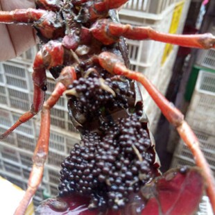 �طNˮ�a�Bֳ ����С���r���˳Ǵ��r