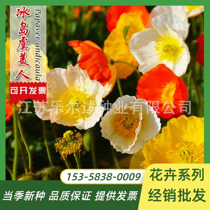 Семена цветов мака на ледяном острове, зимние морозостойкие цветущие семена цветов, живут все сезоны при виде почвы снаружи