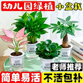 种子;草种子;盆栽