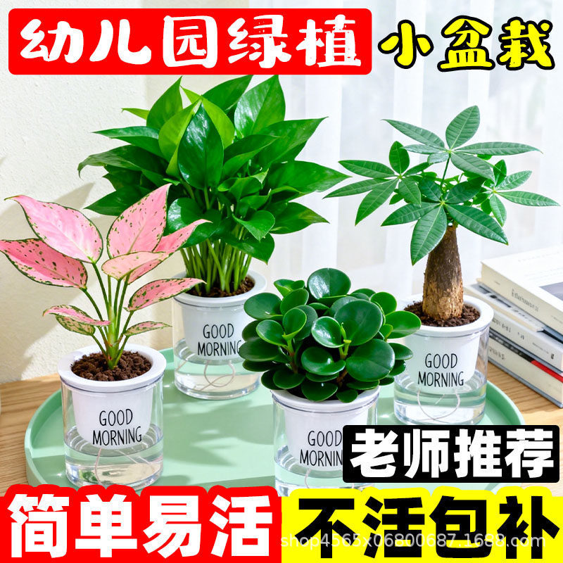 Small Green Plant Pots for Kindergarten, Easy to Maintain, Suitable for Office Desks, Year-Round Planting of Hydroponic Plants, Green Plants, Indoor Flowers Small Green Plant Pots for Kindergarten, Easy to Maintain, Suitable for Office Desks, Year-Round Planting of Hydroponic Plants, Green Plants, Indoor Flowers