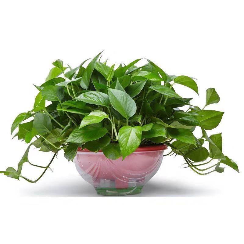 덩굴 포토스가 있는 게으른 이중 세면대 대형 세면대 1개 + 비료 4개