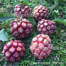 【跨境供货】黑老虎果种子大血藤布福娜水果种子新品种南北方可种