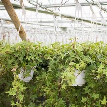 常春藤盆栽室内绿植垂吊爬藤四季常青观叶好养活长青爬藤净化空气