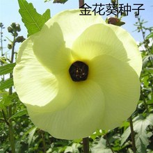 ���l�𻨿� ������ܽ�� Ұܽ�� �S��� �𻨿��N��