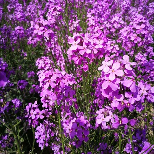 �{��滨�N���ļ��_�����ⴺ���׷N�W���㻨���^���N�����׻��ͺ�