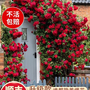 �Nޱ�����ٱ��¼��ش󻨘�ͥԺ����ֲ�ﻨ�������̨õ���ļ�����
