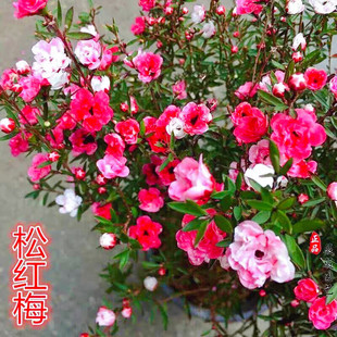 紅梅盆栽圖片- 海量高清紅梅盆栽圖片大全- 阿里巴巴