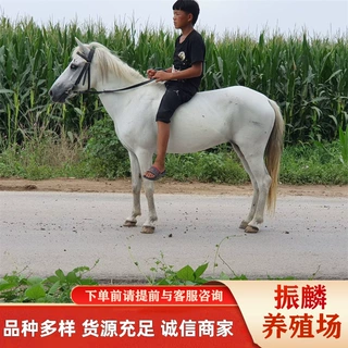 骑乘马驹价格 小马驹活体矮马养殖骑乘马三河马伊犁马 蒙古马动物